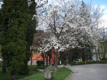 09-04-19 - Jar v Ľubochni 02 09-04-19 - Jar v Ľubochni 02